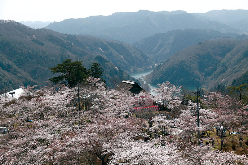お花見は美しく咲くまち美咲町の三休公園へ 岡山県北の生活情報 アットタウンwebマガジン
