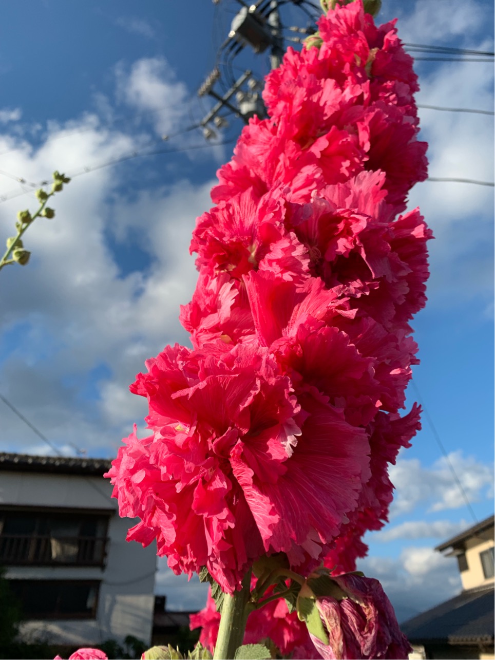 梅雨明けを告げる花 岡山県北の生活情報 アットタウンwebマガジン